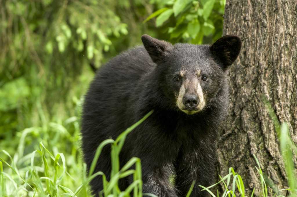black bears