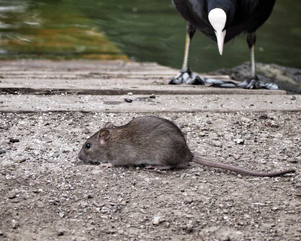 smell a rat 5