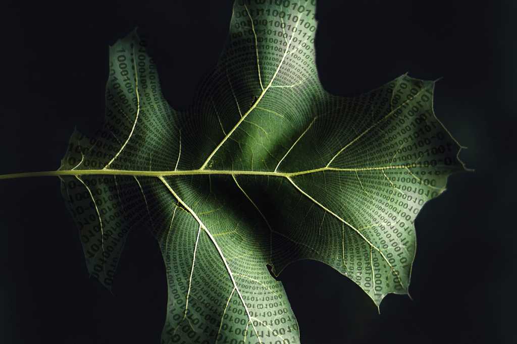 branching veins of a binary leaf